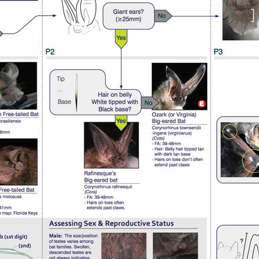 Eastern U.S. & Canadian Bats ID Key