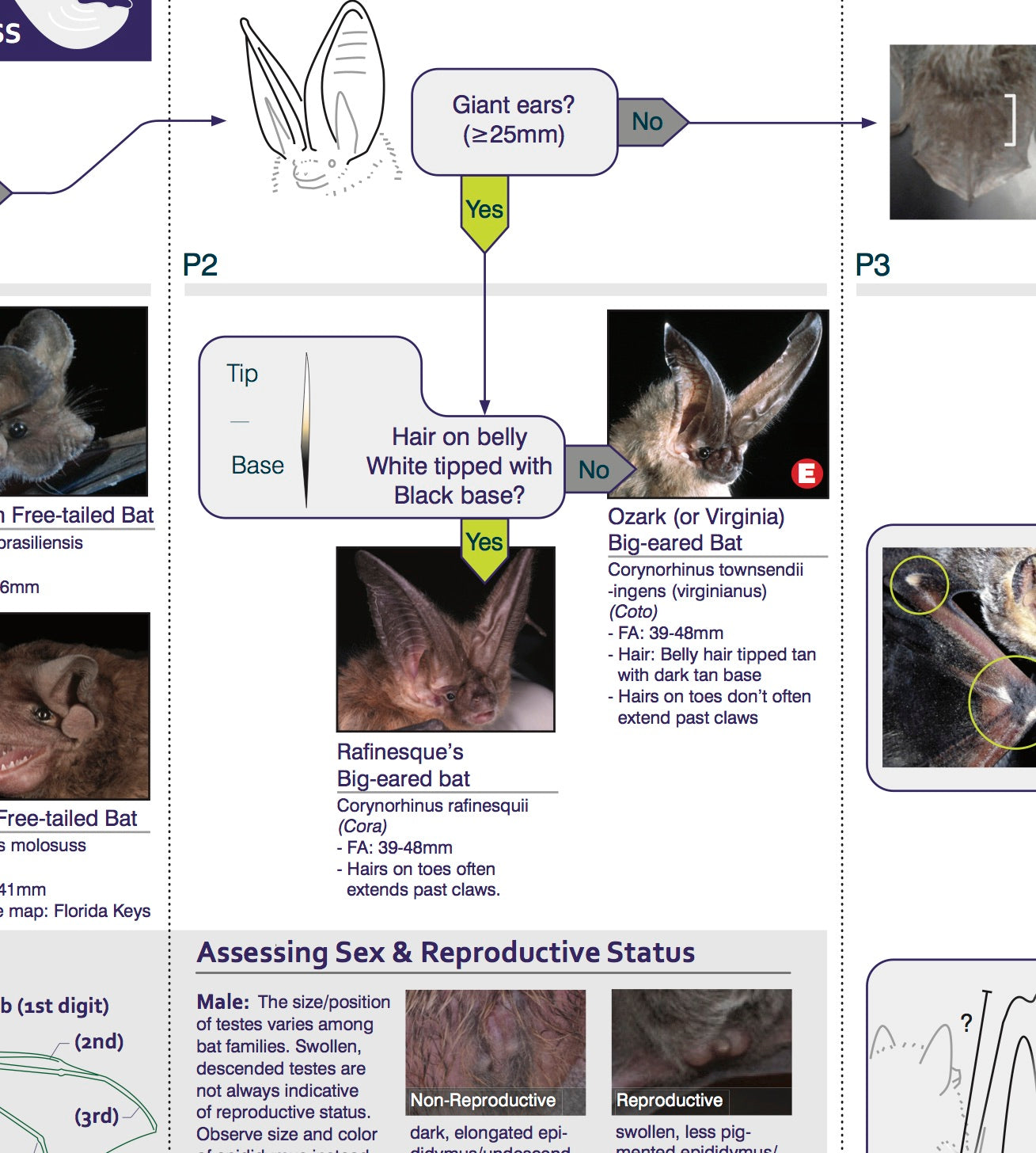 Eastern U.S. & Canadian Bats ID Key – Bat Conservation and Management, Inc.