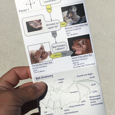 Eastern U.S. & Canadian Bats ID Key