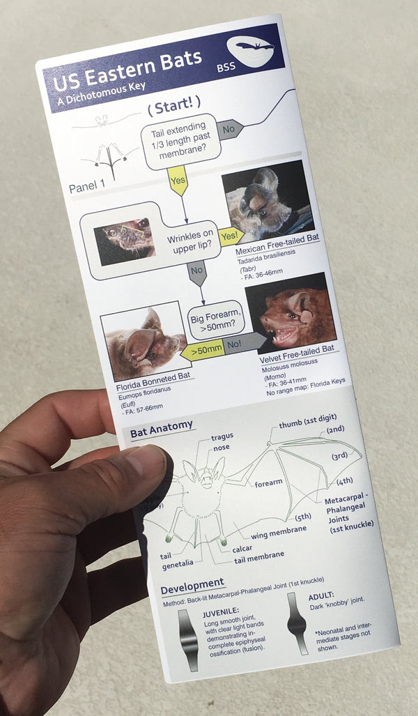 Field Guides – Bat Conservation and Management, Inc.